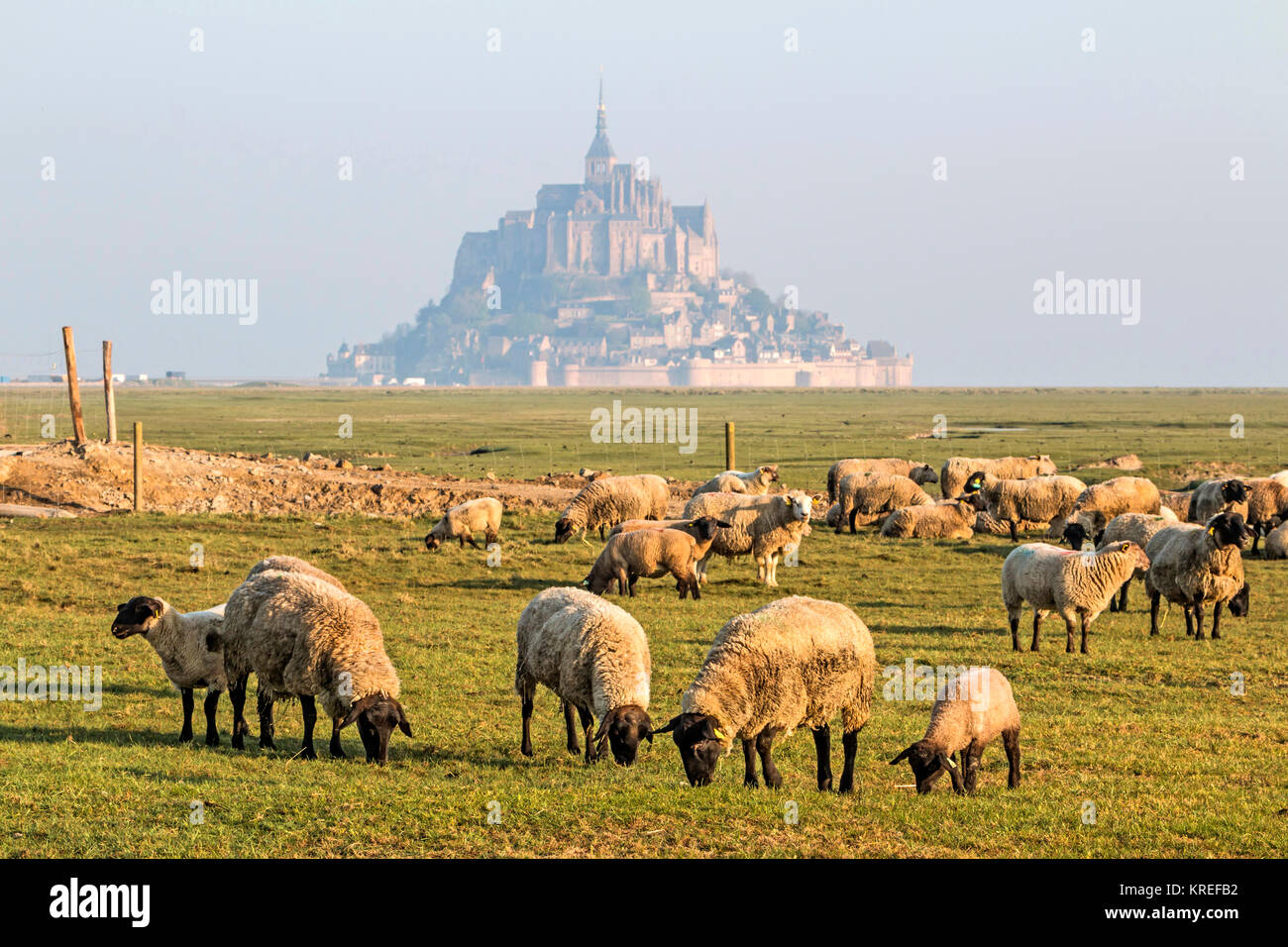 Mont Saint Michel (Saint Michael Mount), Normandia, a nord-ovest della Francia: Prato sale di ovini in salt marshes. (Non disponibile per la produzione di cartolina) Foto Stock
