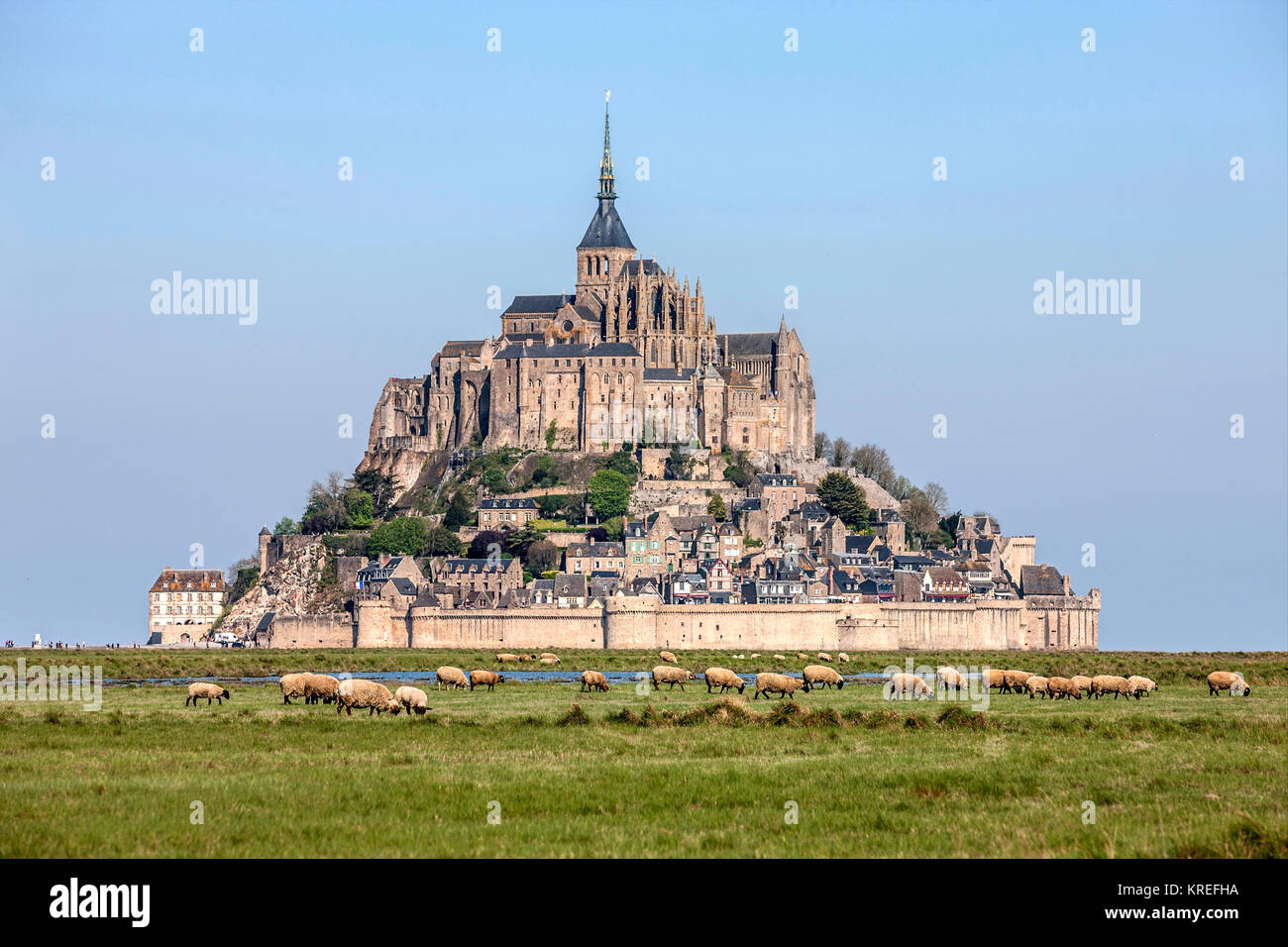 Mont Saint Michel (Saint Michael Mount), Normandia, a nord-ovest della Francia: Prato sale di ovini in Salt Marshes davanti di Le Mont Saint Michel. (Non av Foto Stock