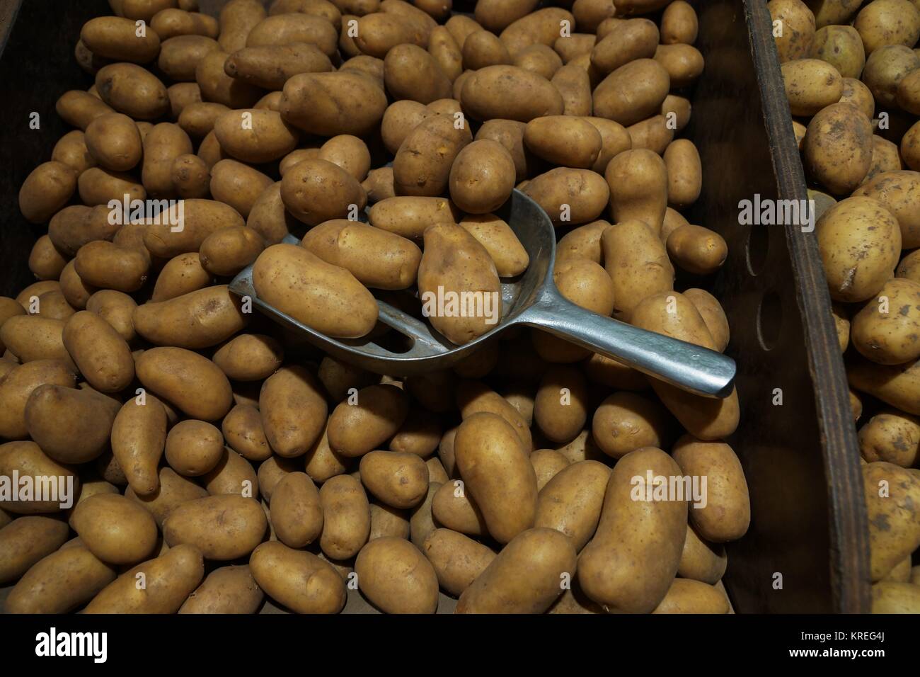 patate fresche in una grande scatola con una paletta di metallo Foto Stock