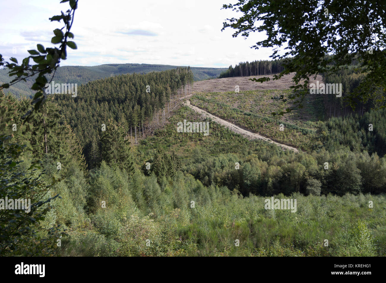Una vista su una foresta in Belgio. Foto Stock