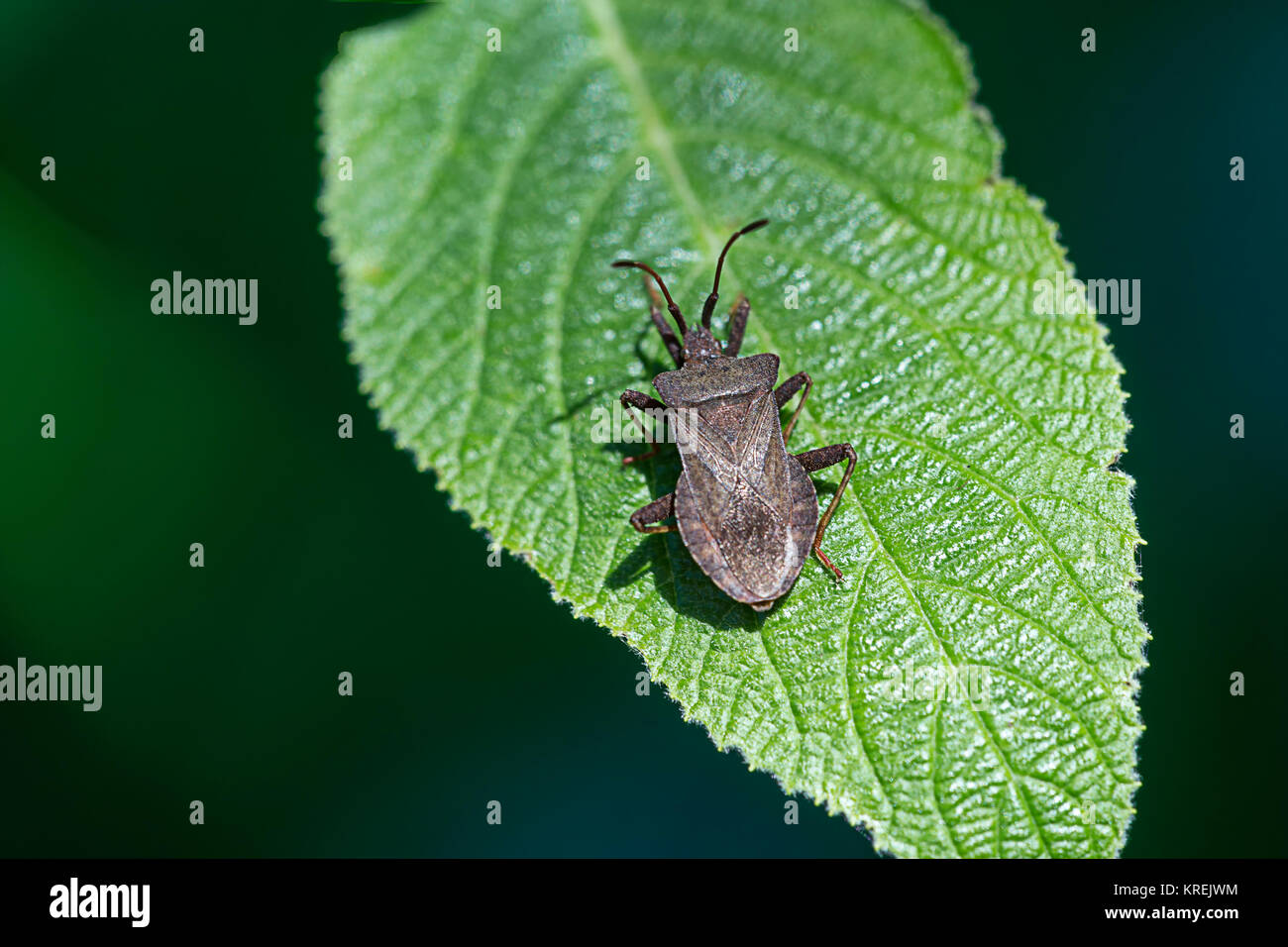 bug foglia color argento Foto Stock