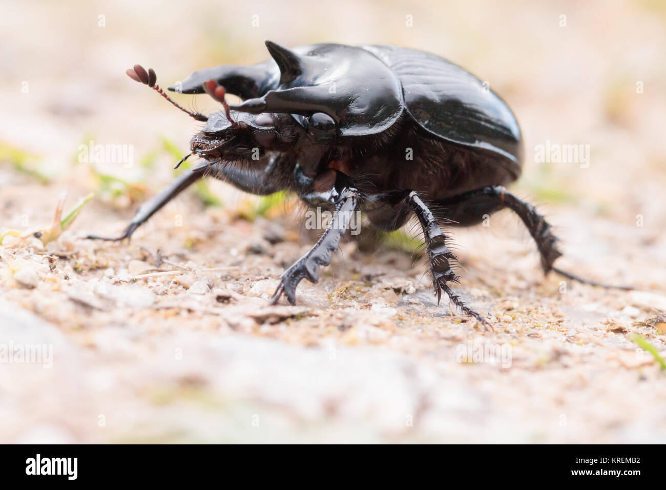 Minotauro beetle (Typhaeus typhoeus) maschio. Dorset, Regno Unito. Foto Stock