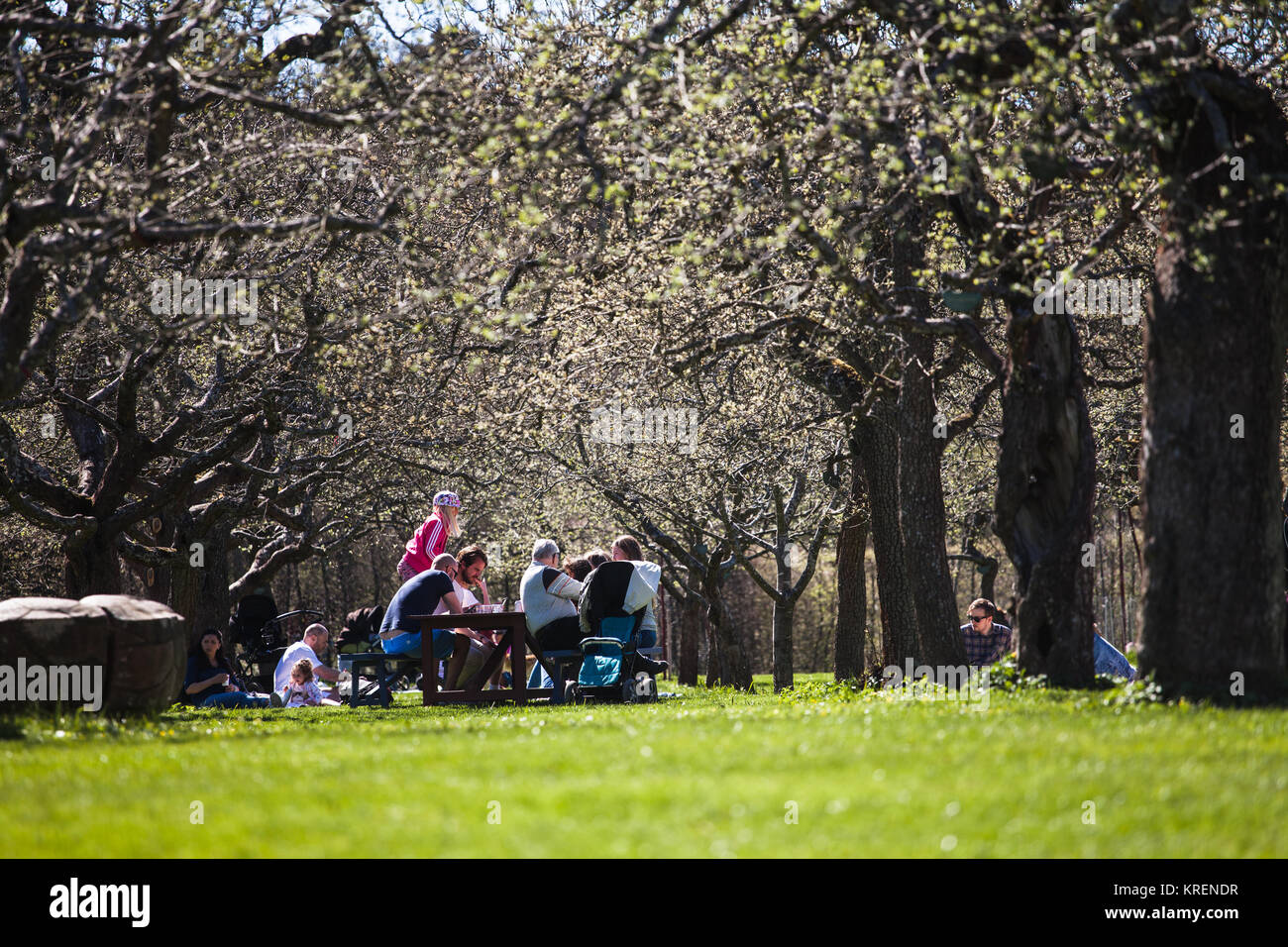 Una famiglia avente un picnic sotto gli alberi di mele, Rosendals Trädgård, Stoccolma Foto Stock