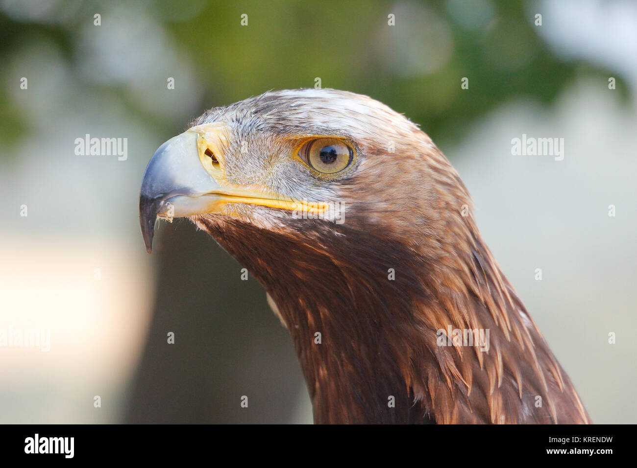 Aggancio raptor Foto Stock