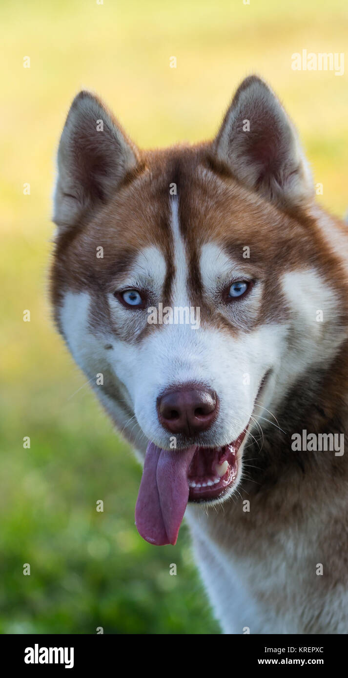 Un giovane Husky guardando nella telecamera Foto Stock