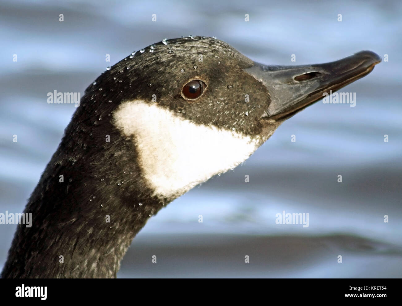 Chiusura del Canada Goose con il suo distintivo nero e marcature bianche Foto Stock