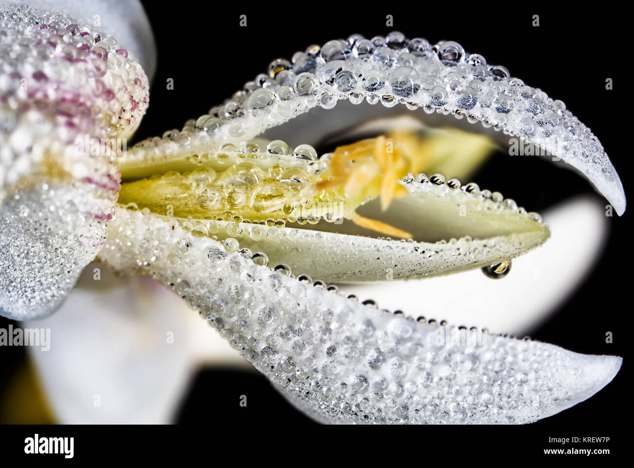 Perle di acqua sul snowdrop. Foto Stock