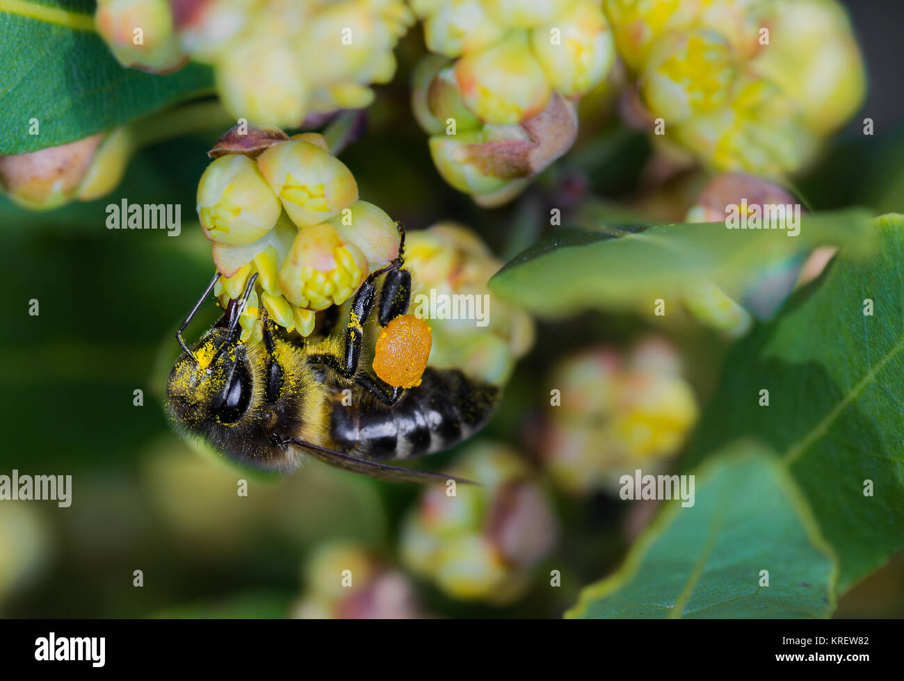 Bee cerca di nettare. Foto Stock