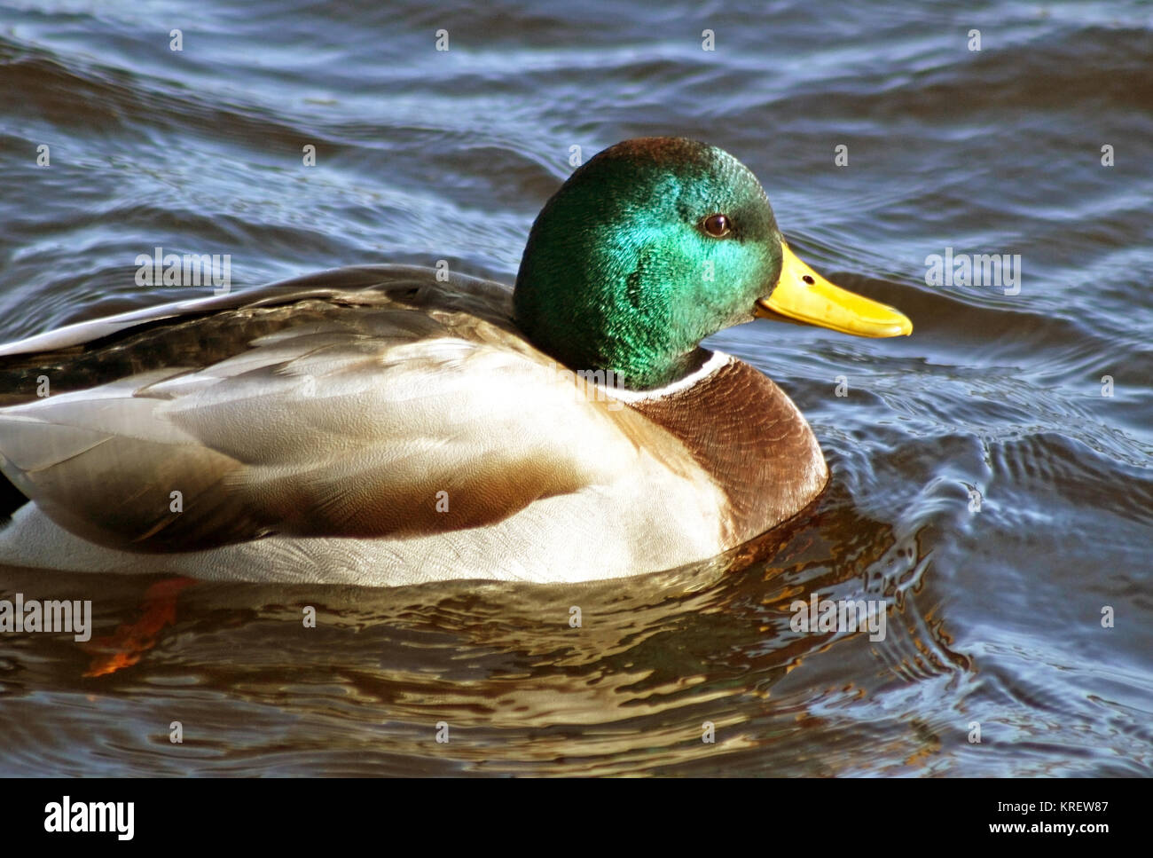 Close up di Mallard duck maschio con il suo distintivo verde e testa di colore giallo brillante becco Foto Stock