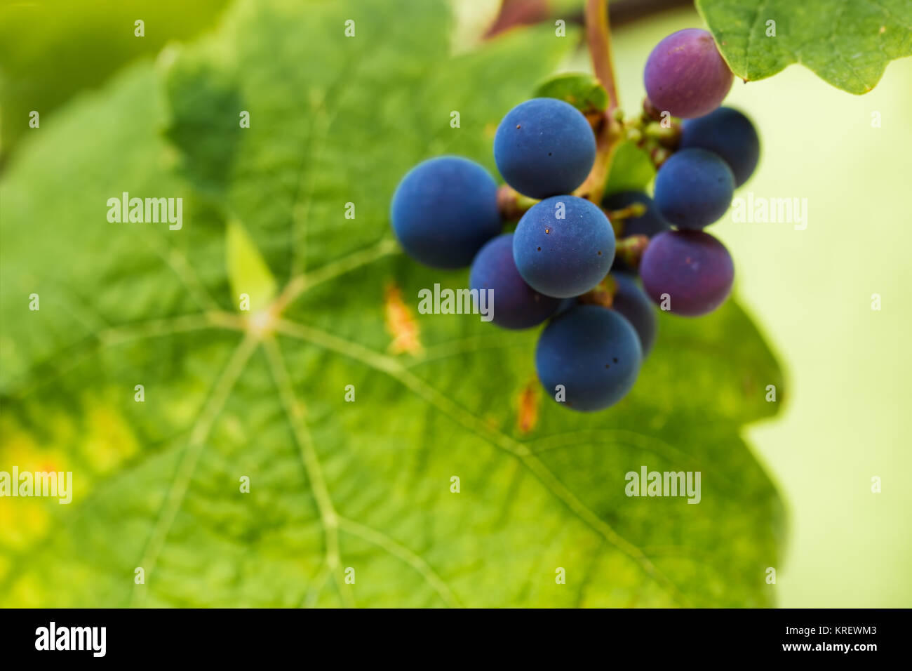 L'uva Cabernet Sauvignon è considerato uno dei più importanti di uve rosse nella vinificazione. Foto Stock