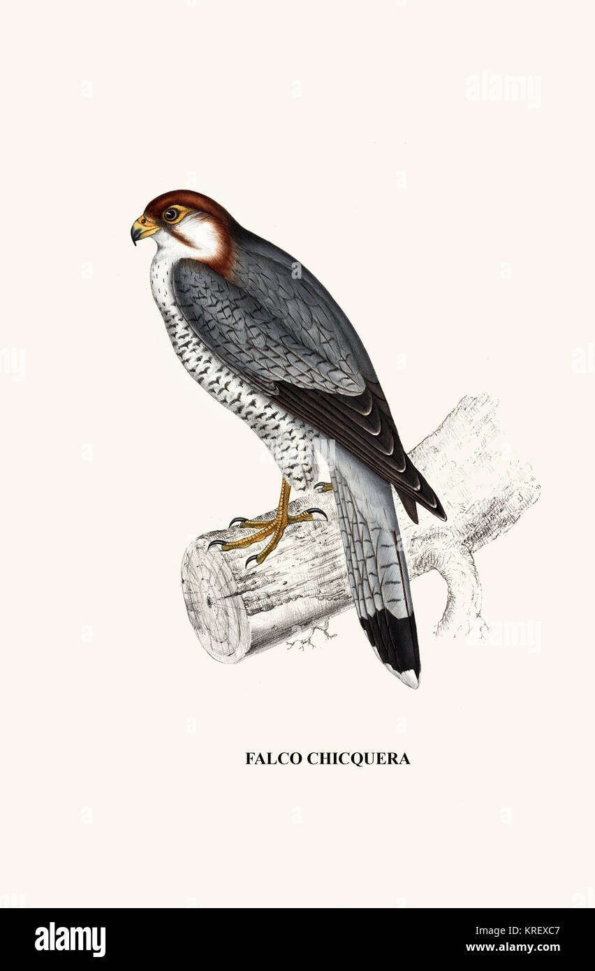 Falco Chicquera-un secolo di uccelli dall'Himalaya Mountains-John Gould & Wm. Hart Foto Stock