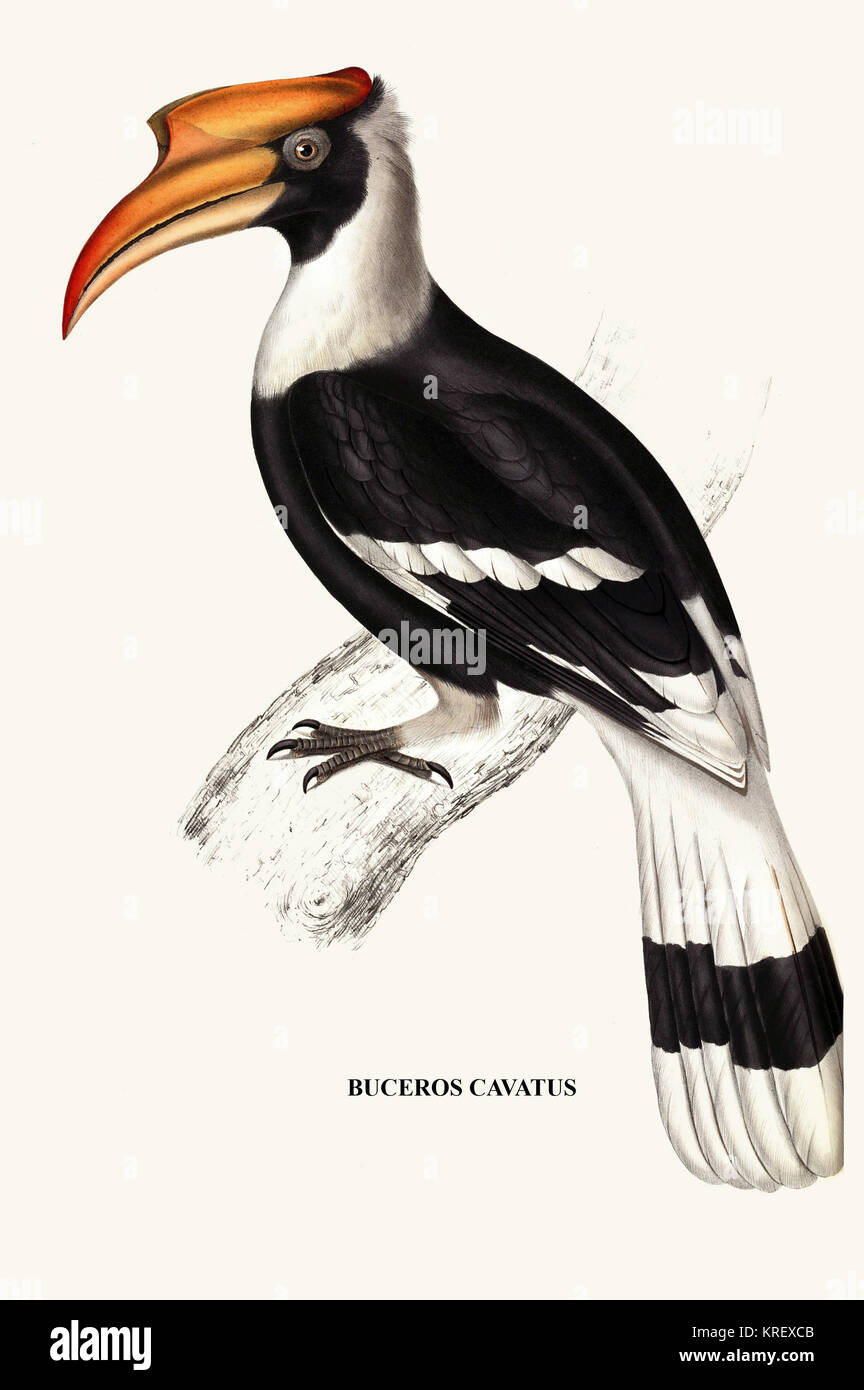 Bucerus Cavatus-un secolo di uccelli dall'Himalaya Mountains-John Gould & Wm. Hart Foto Stock