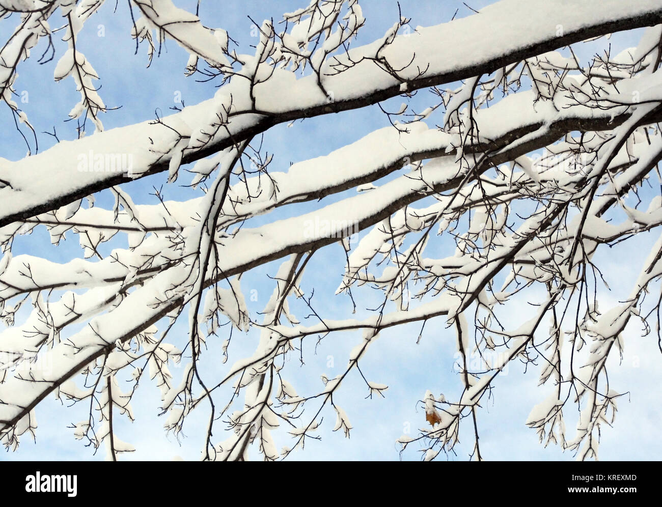 Fresco di neve caduti acquisiti su uno dei rami dell'albero contro un luminoso blu cielo invernale Foto Stock