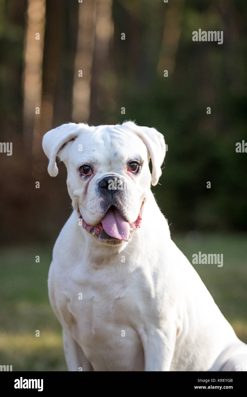 Bianco boxer tedesco femmina su un freddo inverno mattina Foto Stock