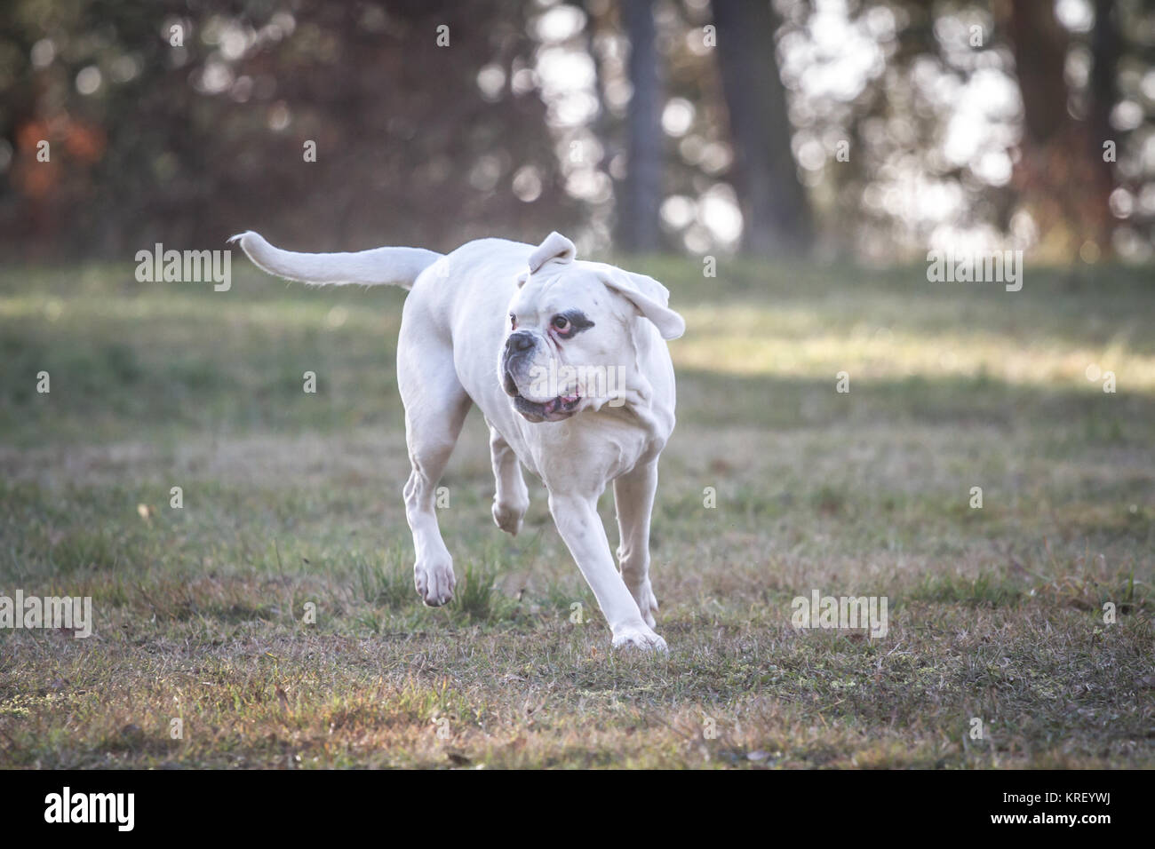 Bianco boxer tedesco femmina su un freddo inverno mattina Foto Stock