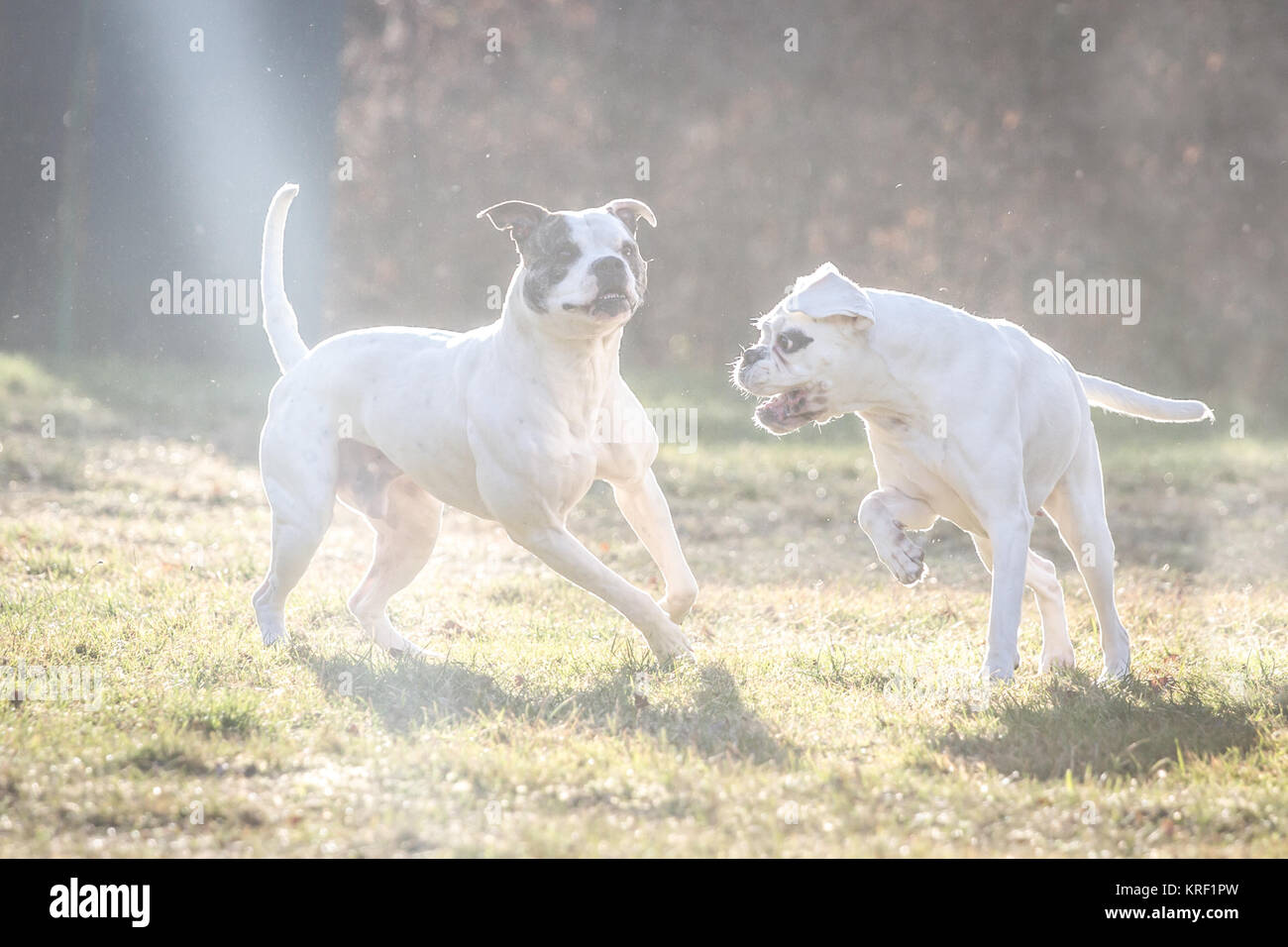 Bianco American Bulldog e bianco boxer tedesco cane amici a giocare in una fredda giornata invernale Foto Stock