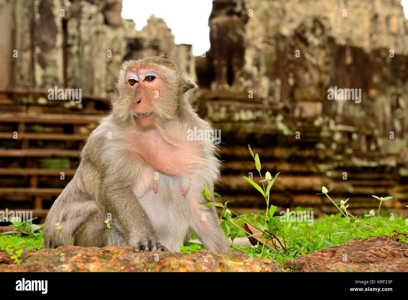 Macaque (Macaca fascicularis), Bayon Angkor Thom, Siem Reap, Cambogia Foto Stock