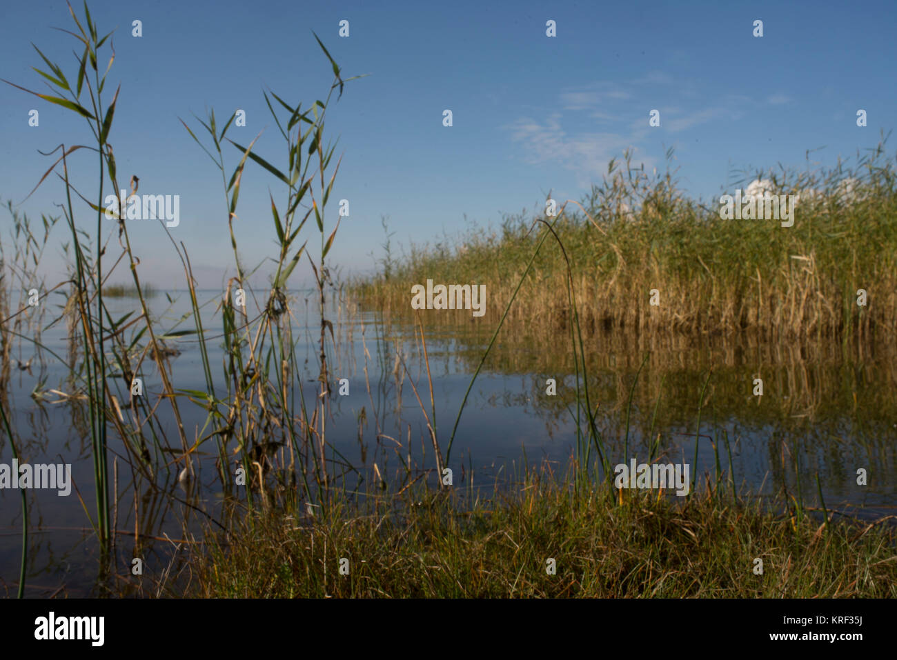 Parnu (Pärnu) Prato costiere Riserva Naturale, a sud-ovest dell'Estonia nel golfo di Riga. Parte di Kristiine zona di restrizione. Foto Stock