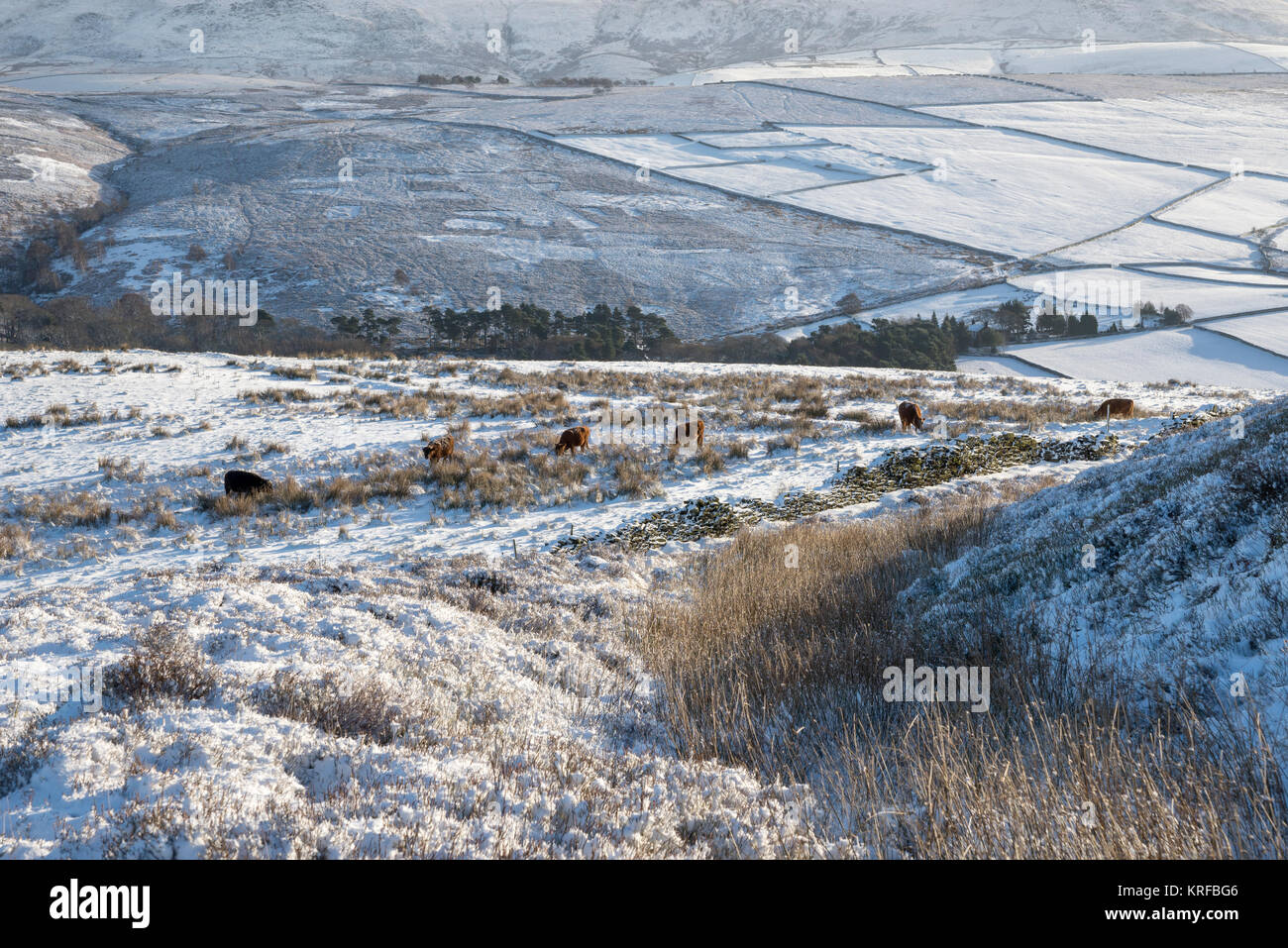 Vacche su una brughiera nevoso nel Peak District, Derbyshire, in Inghilterra. Foto Stock