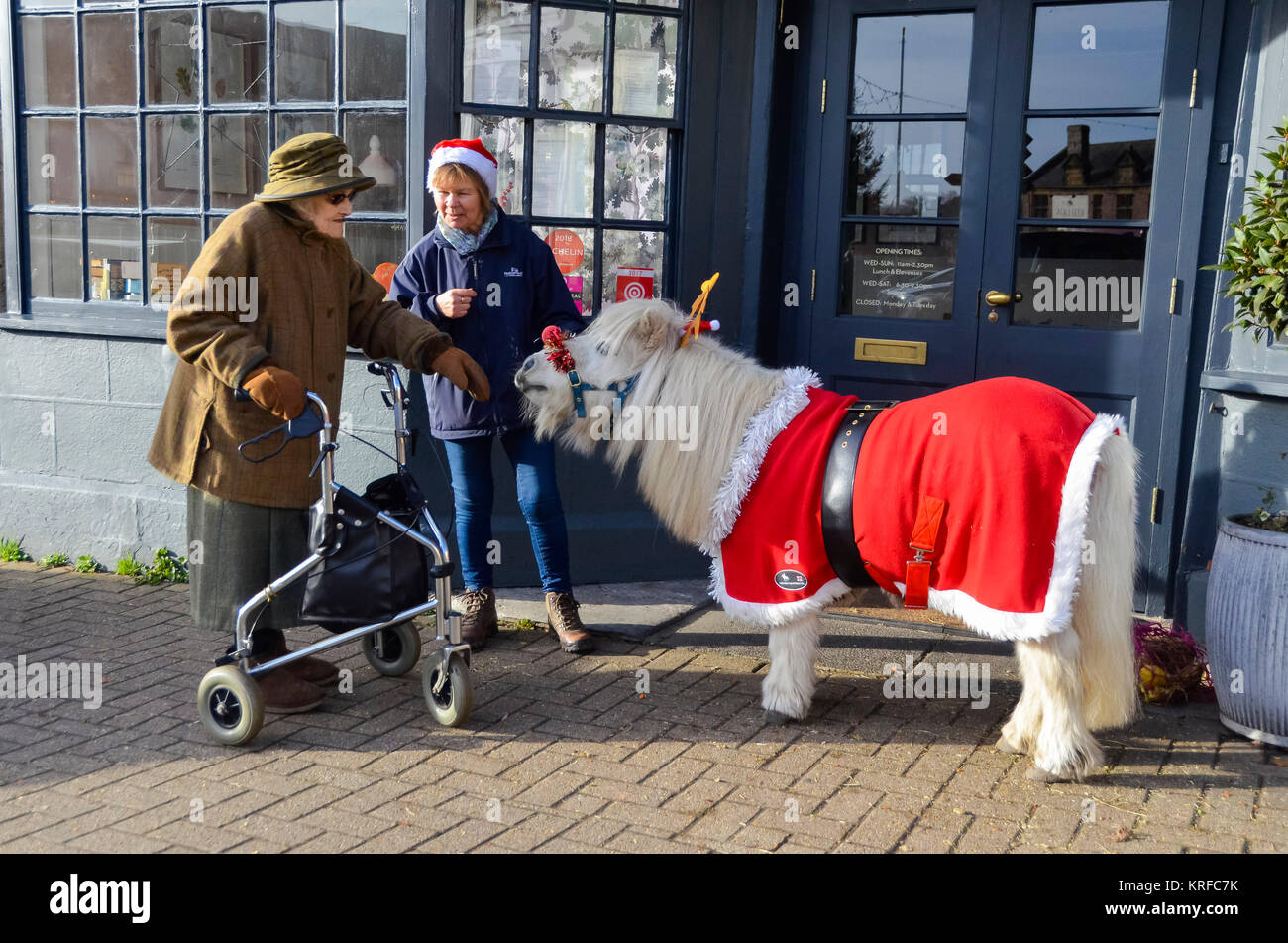 Beaminster, Dorset, Regno Unito. 19 dicembre 2017. Un animale Ferne Santuario pony Shetland a Beaminster nel Dorset adornato con una festa di Natale il costume per incontrare i membri del pubblico in uno sforzo per raccogliere fondi per il santuario in base a Chard. Credito Foto: Graham Hunt/Alamy Live News Foto Stock