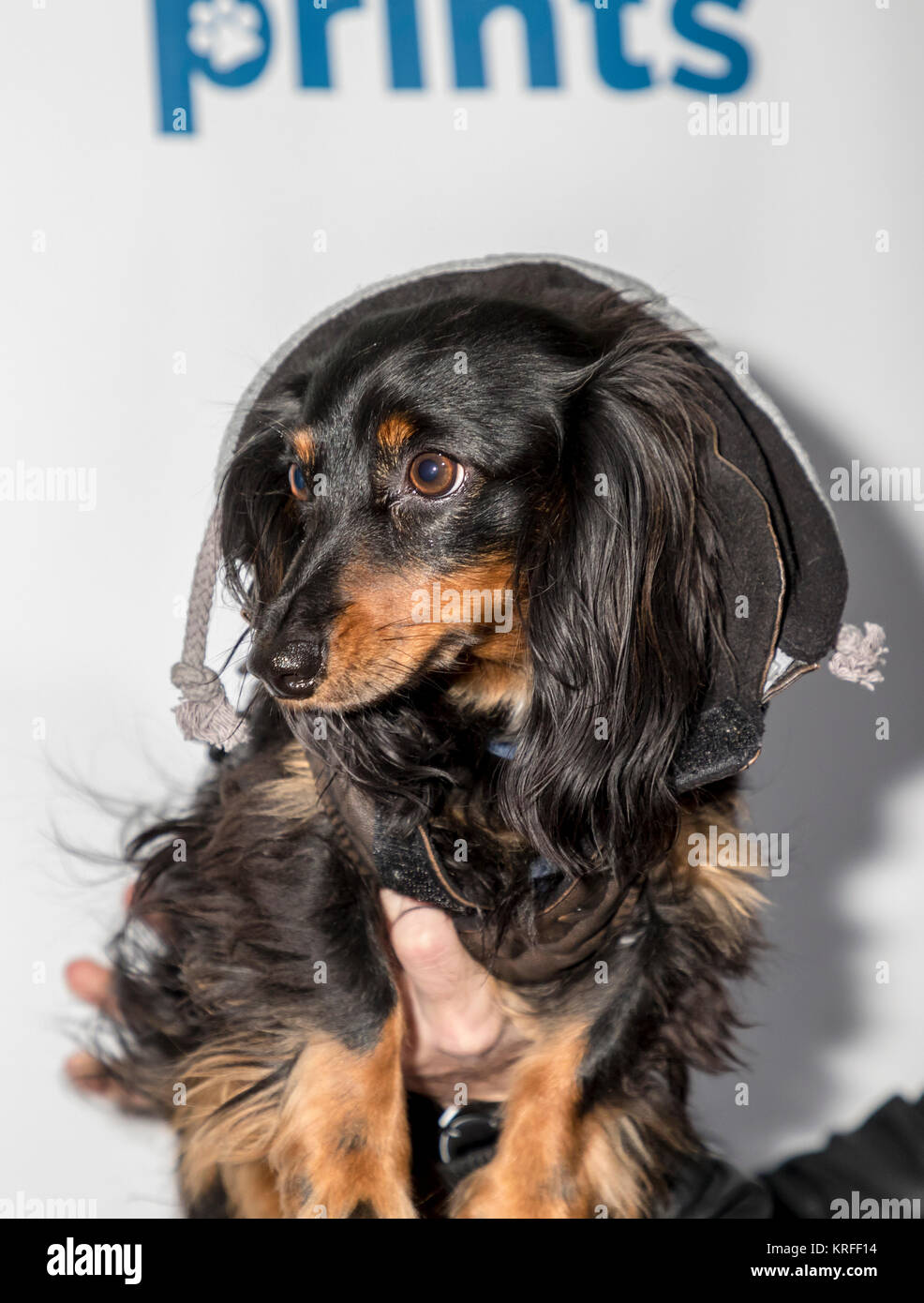 New York, NY, Stati Uniti d'America - 19 dicembre: Jerry "sopracciglio" poteri a zampa di stampe prima zampa annuale-liday parte lo screening di "Best in Show" al centro IFC Credito: Sam Aronov/Alamy Live News Foto Stock