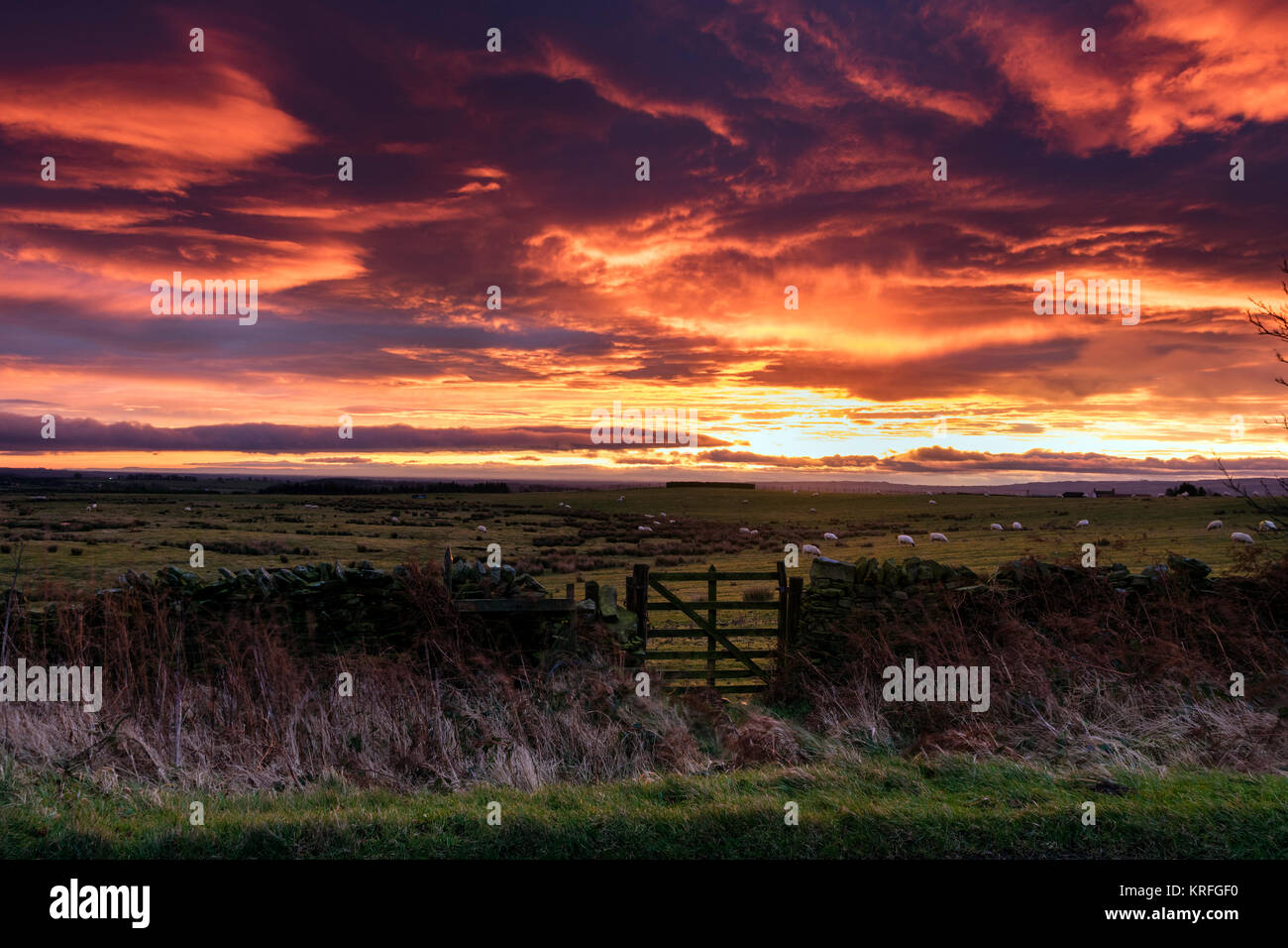 Teesdale, County Durham Regno Unito. Mercoledì 20 dicembre 2017. Regno Unito Meteo. Esso era blanda per iniziare la giornata con una spettacolare alba Teesdale nella Contea di Durham questa mattina. Credito: David Forster/Alamy Live News Foto Stock