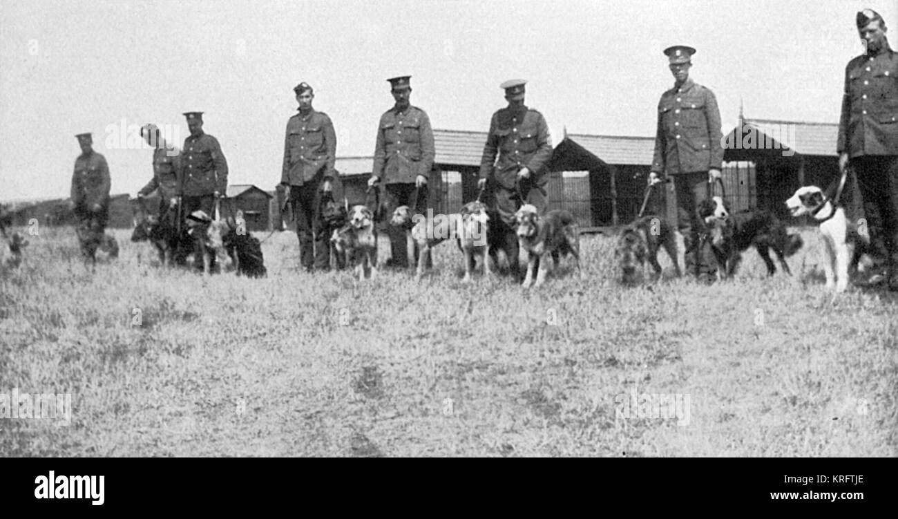 British War Dog School, Shoeburyness, 1917 Foto Stock