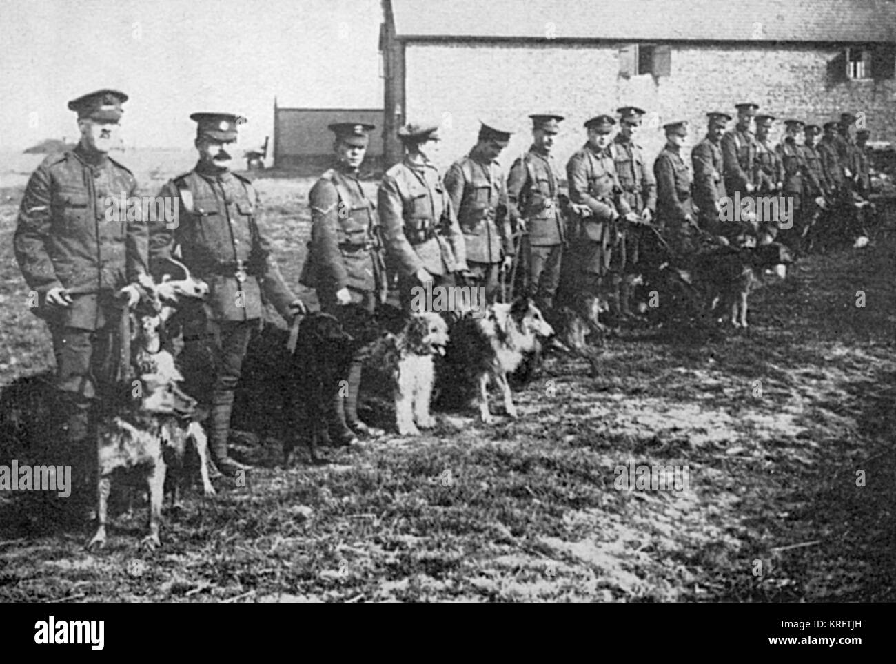 Sfilata mattutina alla British War Dog School Foto Stock