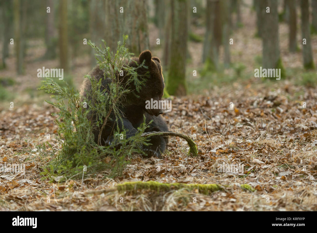 Unione orso bruno / Europaeischer Braunbaer ( Ursus arctos ), giocoso giovani cub, seduti nei boschi, giocando con un piccolo albero, l'Europa. Foto Stock