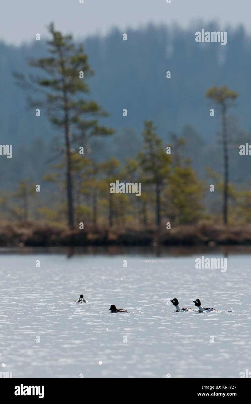 Goldeneyes / Schellenten ( Bucephala clangula ), tre maschi in abito di allevamento a caccia di una femmina, corteggiare su un lago, sulla distanza, Svezia e Scandinavia. Foto Stock