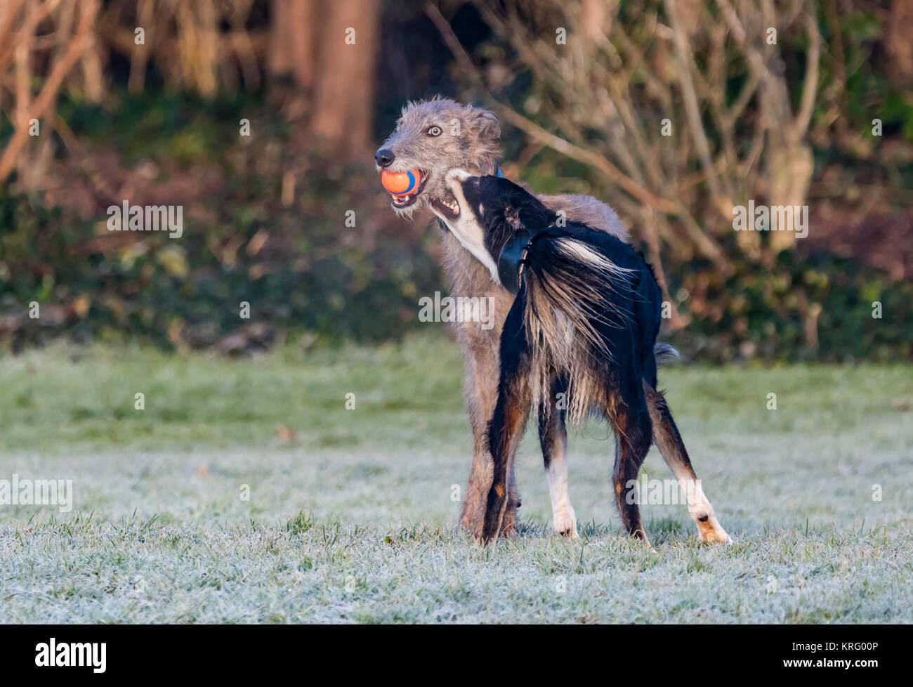 Coppia di diversa razza cani giocare a combattere con una sfera su un freddo gelido inverno di mattina. Foto Stock