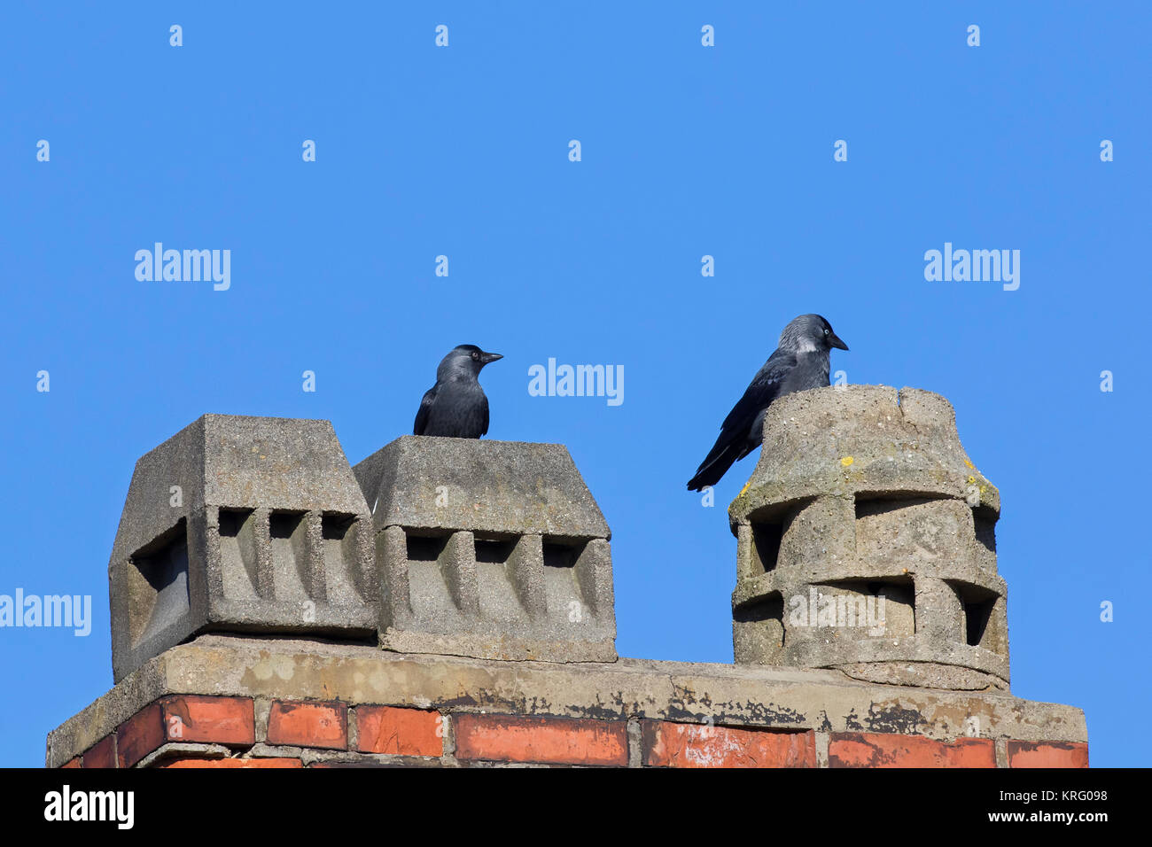 Western Jackdaws / Europea Taccola (Corvus monedula / Coloeus monedula) coppia nidificanti nel camino sul tetto di casa Foto Stock