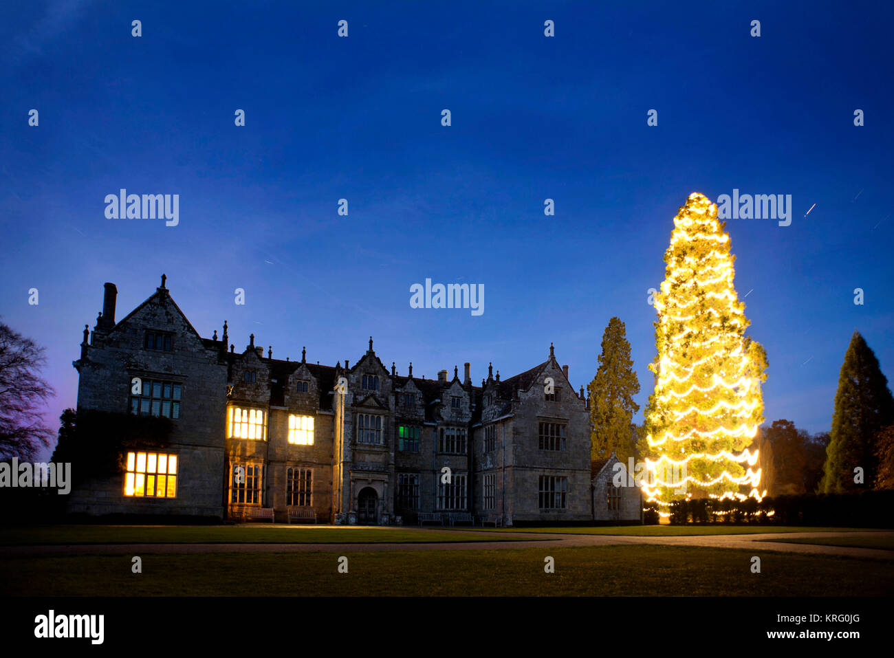 L'Inghilterra del più alto albero di Natale è stato montato questo anno con una nuova serie di luci - 1600 a bassa energia lampadine. Il 120-anno-vecchio, 118 piedi (36 metri) gi Foto Stock