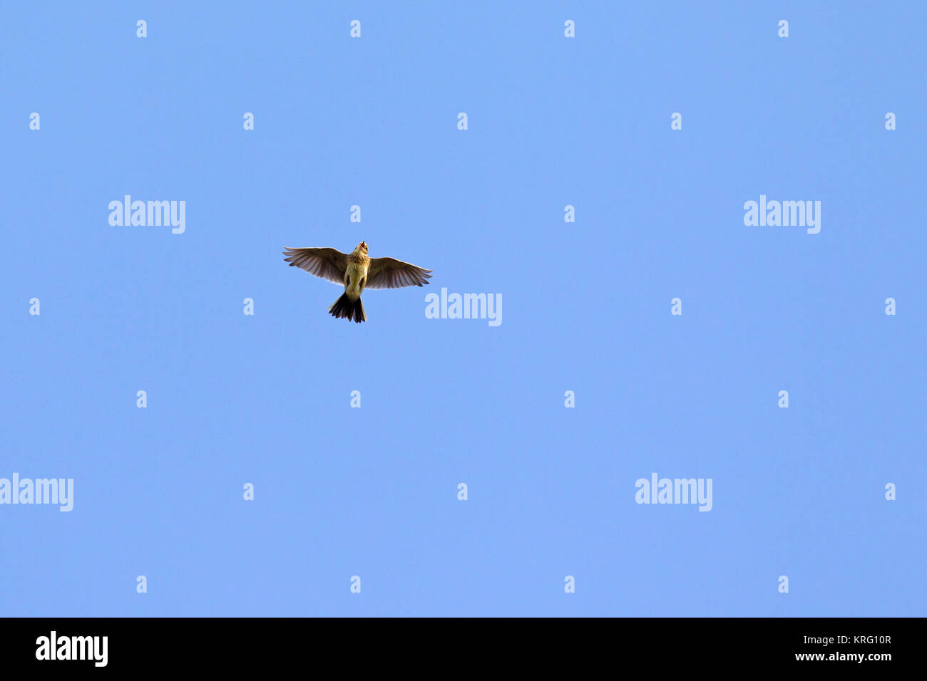Canto allodola eurasiatica / comune allodola Alauda (arvense) in volo contro il cielo blu Foto Stock