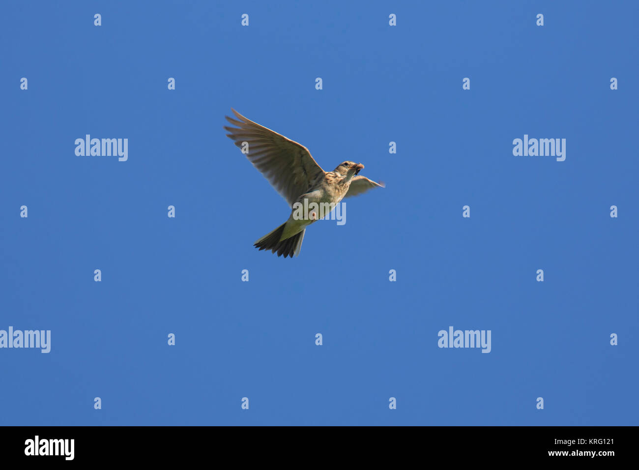 Eurasian skylark / comune allodola Alauda (arvense) battenti con catturato grub nel becco contro il cielo blu Foto Stock