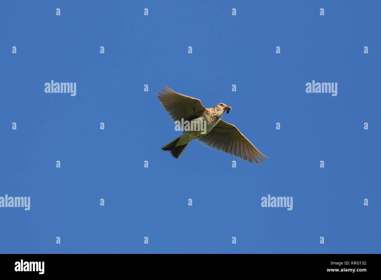 Eurasian skylark / comune allodola Alauda (arvense) battenti con catturato grub nel becco contro il cielo blu Foto Stock