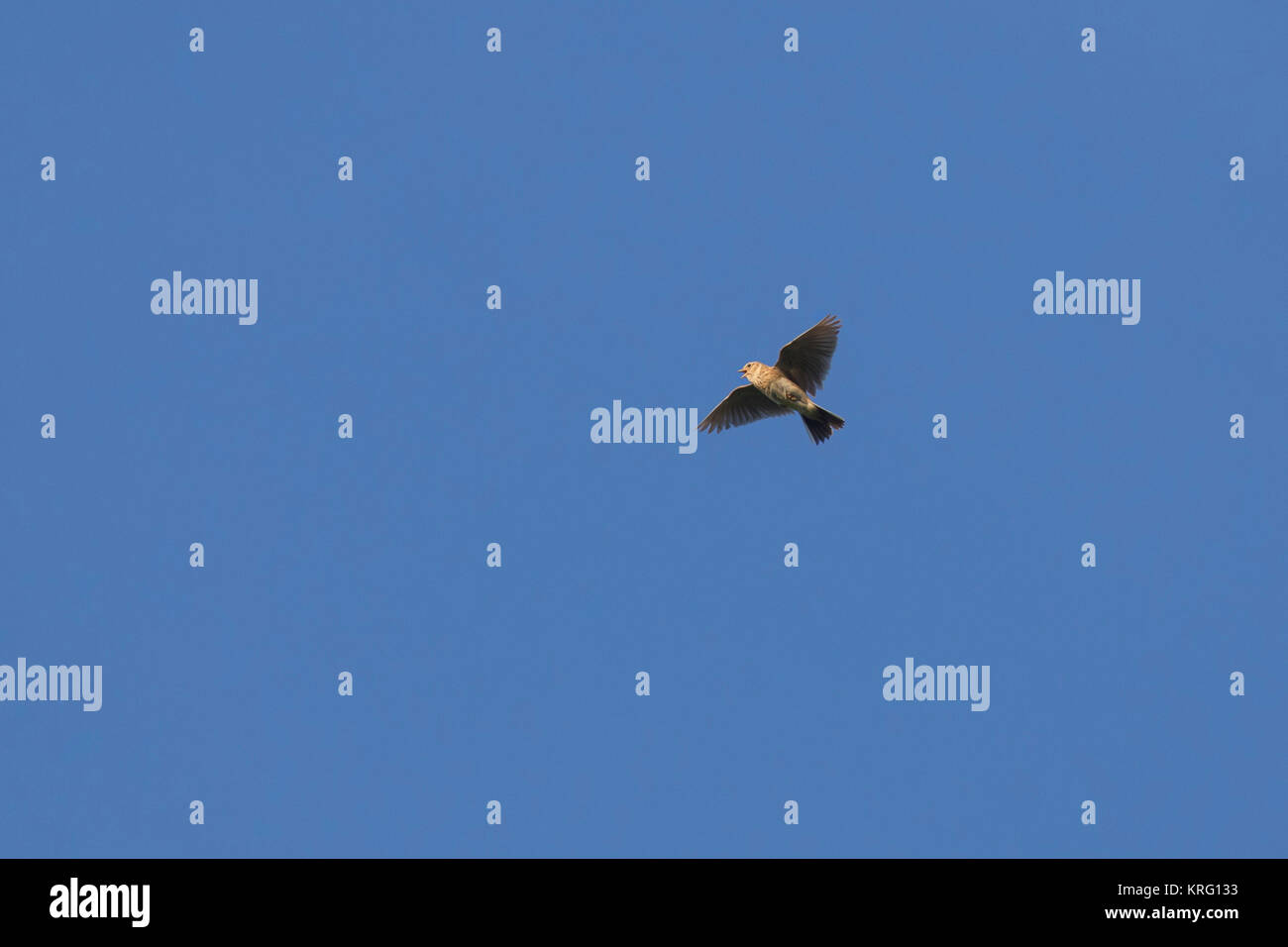 Canto allodola eurasiatica / comune allodola Alauda (arvense) in volo contro il cielo blu Foto Stock