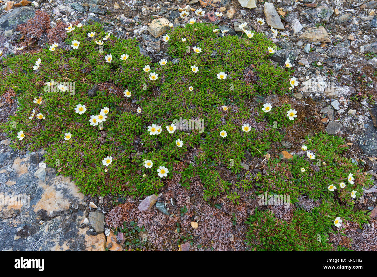 Mountain avens / eightpetal mountain-avens / dryas bianco / bianco dryad (Dryas octopetala) fioritura in terreni rocciosi Foto Stock