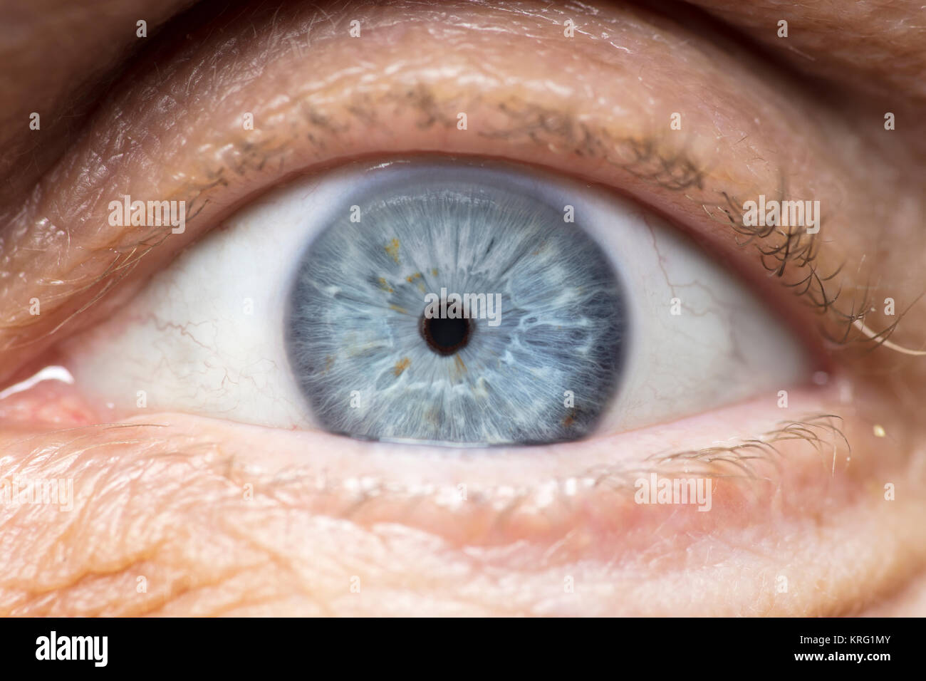 Foto macro di occhio umano, iris, alunno, ciglia, palpebre. Foto Stock