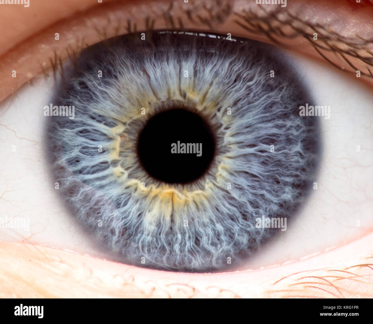 Foto macro di occhio umano, iris, alunno, ciglia, palpebre. Foto Stock