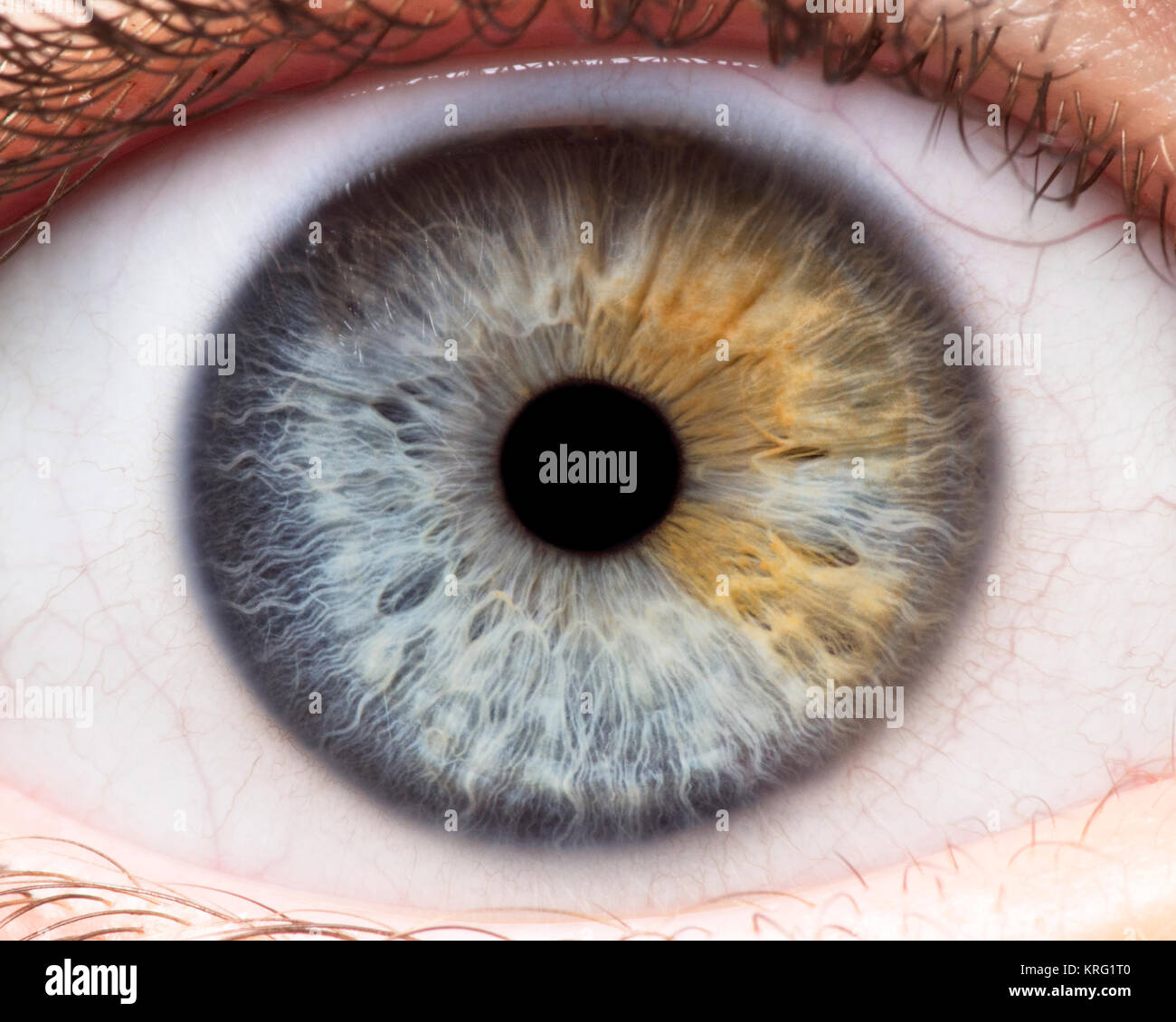 Foto macro di occhio umano, iris, alunno, ciglia, palpebre. Foto Stock