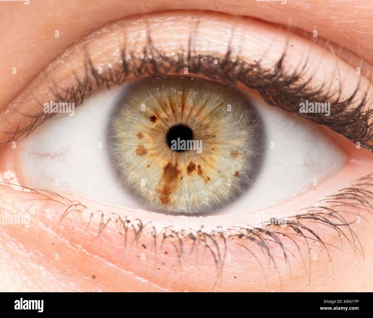 Foto macro di occhio umano, iris, alunno, ciglia, palpebre. Foto Stock