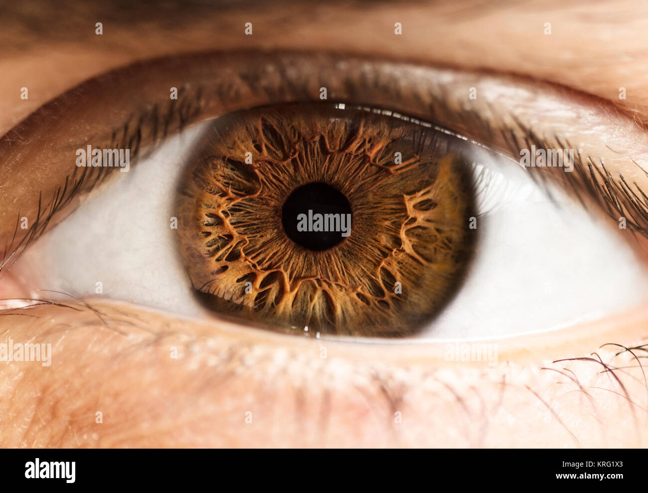 Foto macro di occhio umano, iris, alunno, ciglia, palpebre. Foto Stock