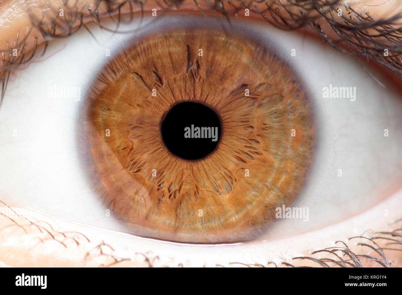 Foto macro di occhio umano, iris, alunno, ciglia, palpebre. Foto Stock