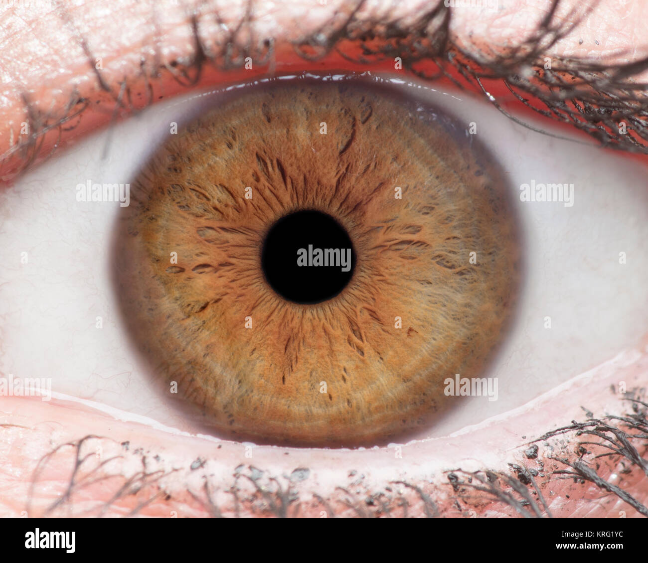 Foto macro di occhio umano, iris, alunno, ciglia, palpebre. Foto Stock