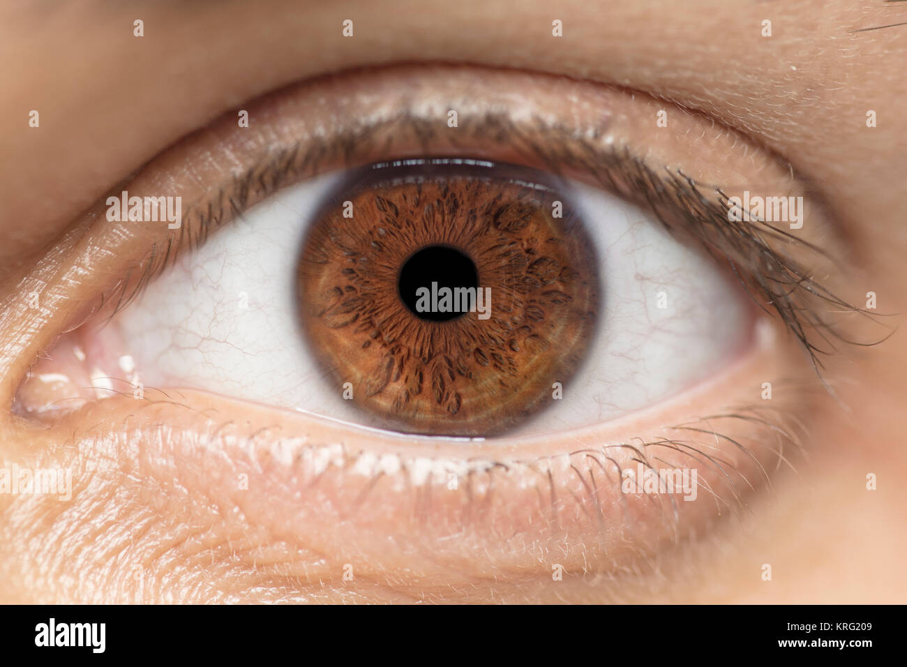 Foto macro di occhio umano, iris, alunno, ciglia, palpebre. Foto Stock