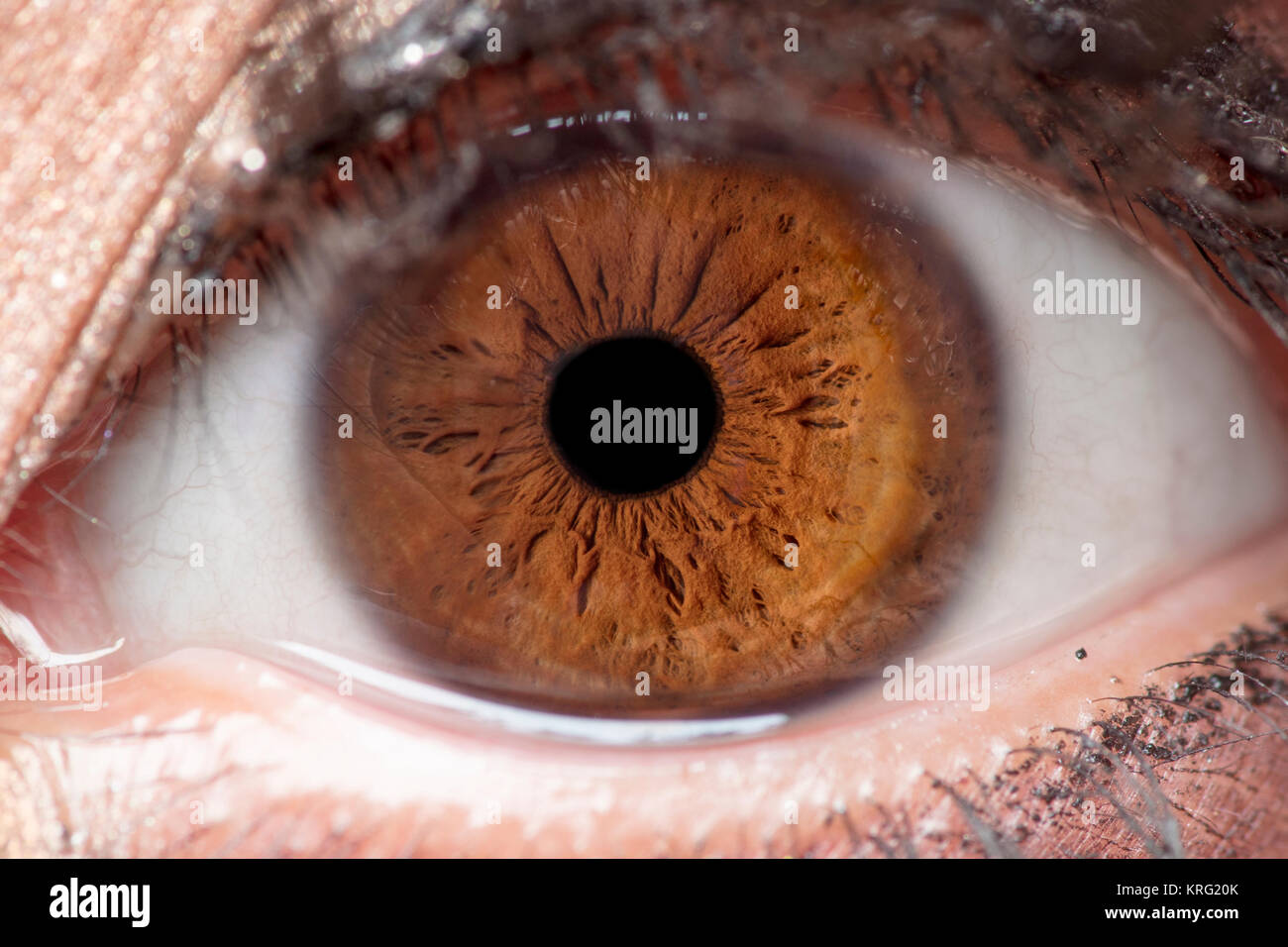 Foto macro di occhio umano, iris, alunno, ciglia, palpebre. Foto Stock