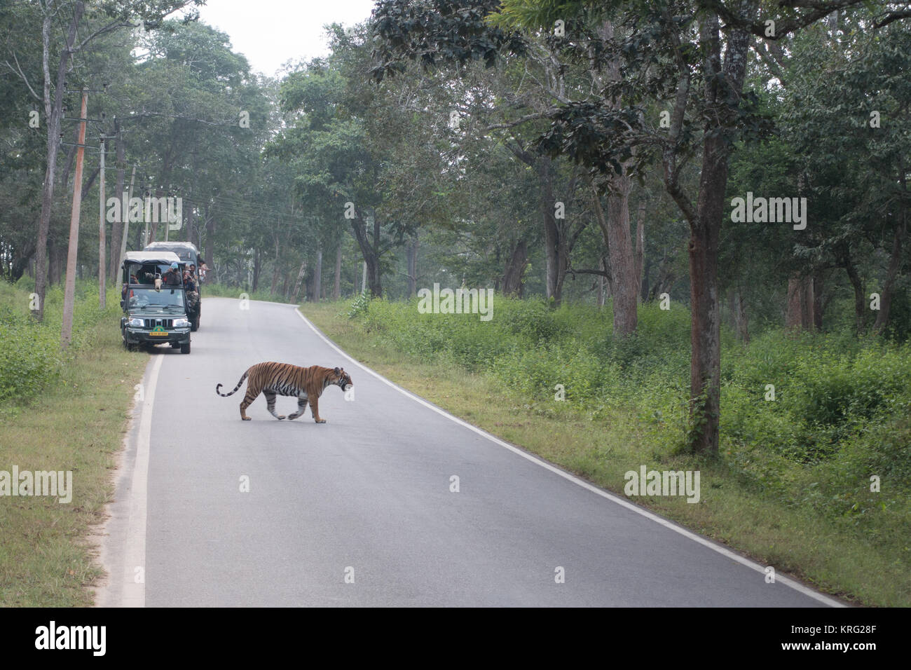 Wild tiger attraversare una strada in Kabini, Nagarhole National Park, Karnataka, India Foto Stock