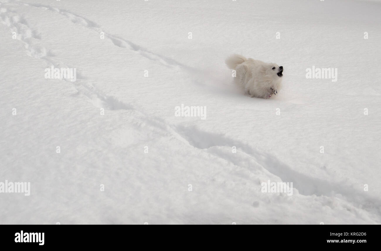 Un Americano eschimese pupoy gare attraverso la neve Foto Stock
