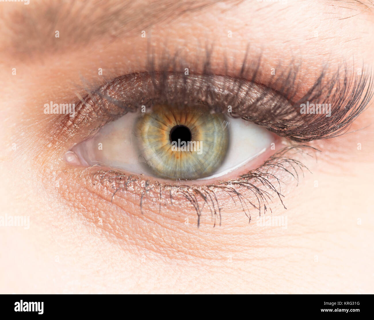 Foto macro di occhio umano, iris, alunno, ciglia, palpebre. Foto Stock